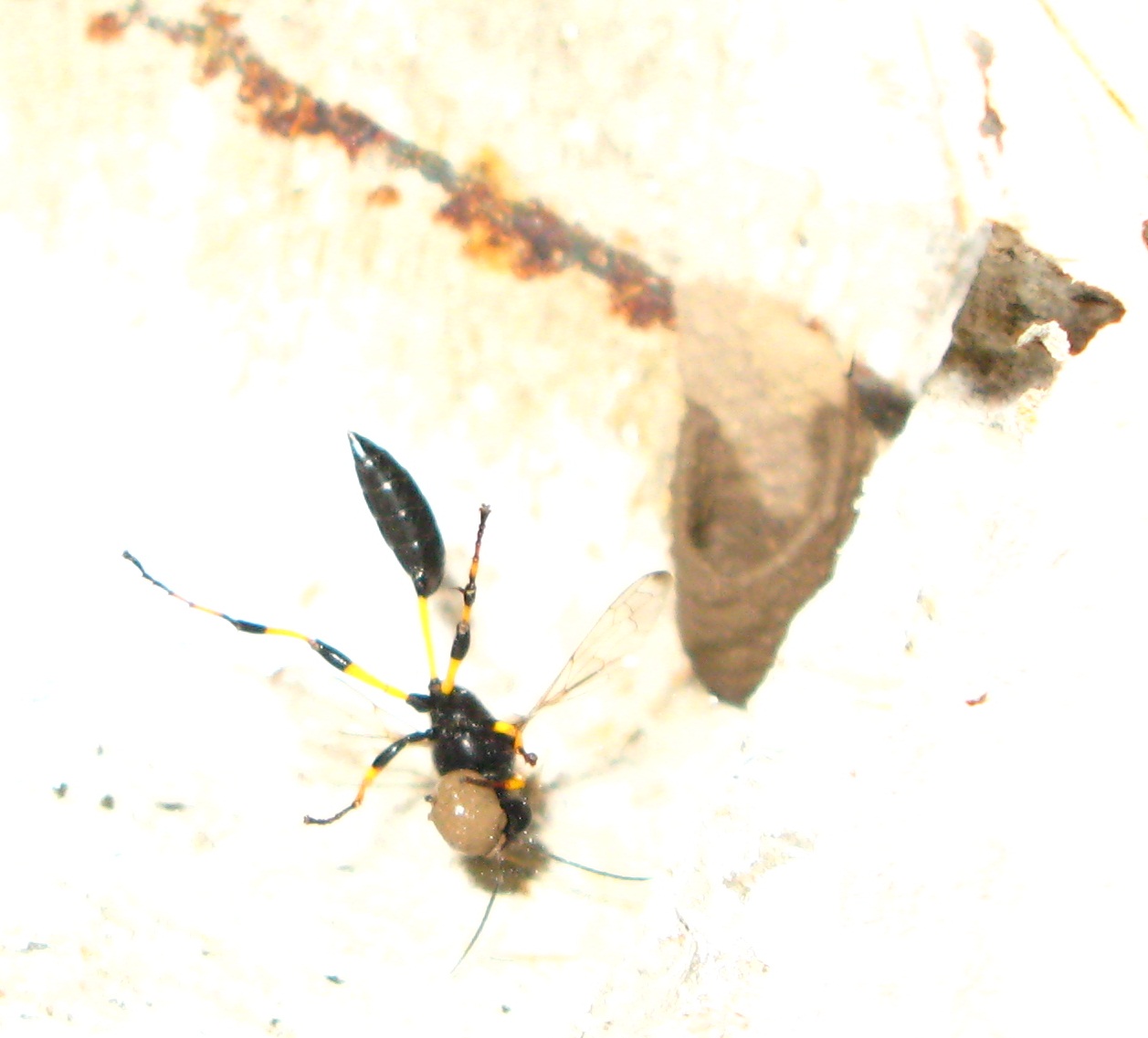 Vespe trasporto fango  al volo (Sceliphron caementarium)